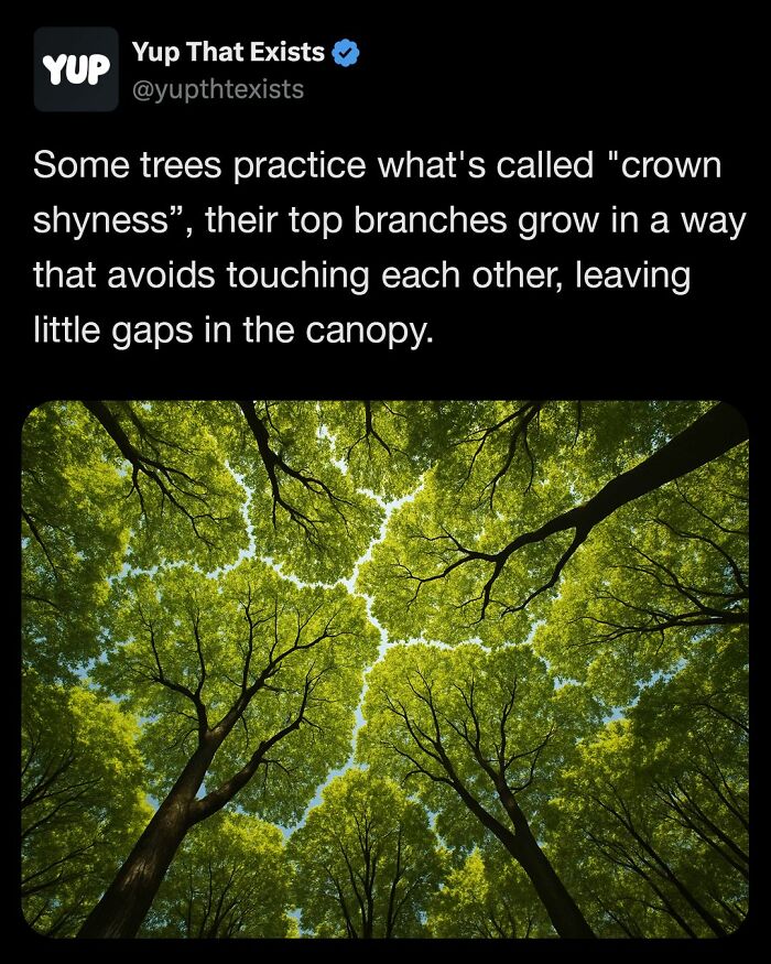 Trees displaying crown shyness with top branches avoiding contact, creating distinctive gaps in the green canopy above.