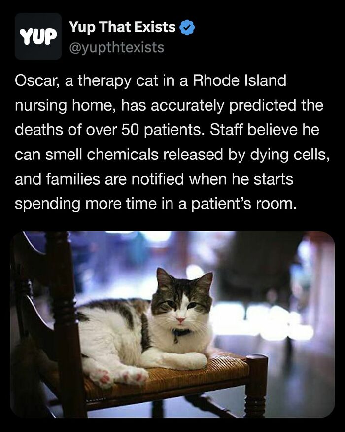 Therapy cat Oscar resting on a chair in a nursing home, known for predicting patient deaths by sensing chemical changes.