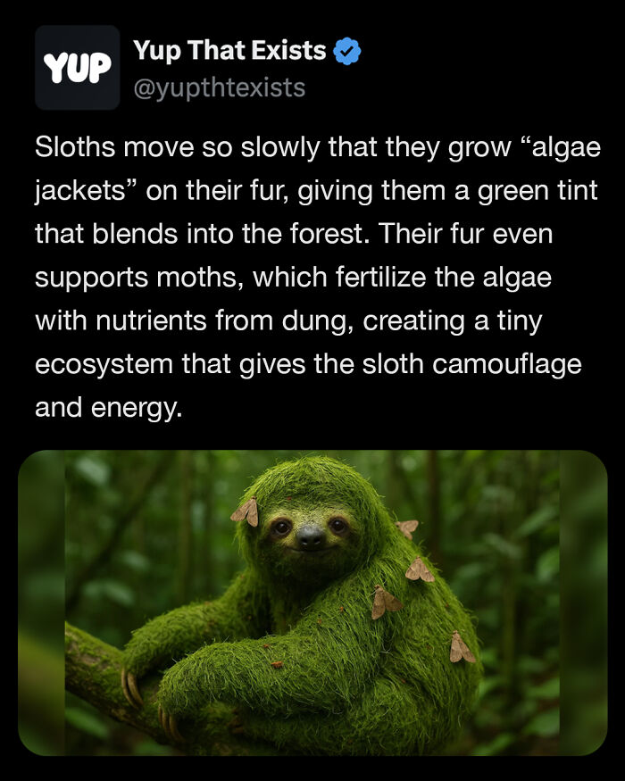 Sloth covered in algae jacket with moths, showing weird things that sound made up but are very real in nature.