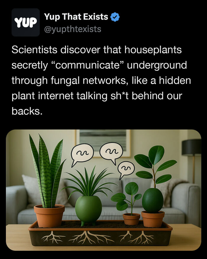 Houseplants in pots with illustrated speech bubbles and roots connecting underground, showing weird real plant communication.