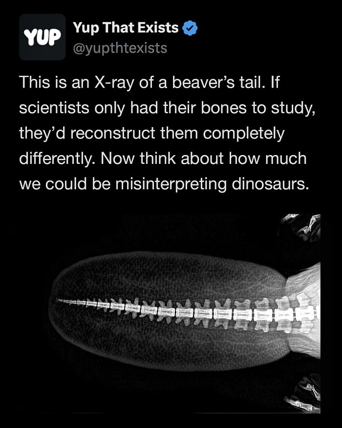 X-ray image of a beaver’s tail showing bones, highlighting unusual facts from weird things that sound made up but are real.