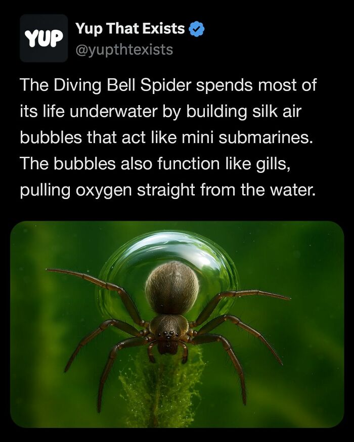 Diving Bell Spider underwater inside a silk air bubble that acts like a mini submarine and extracts oxygen.