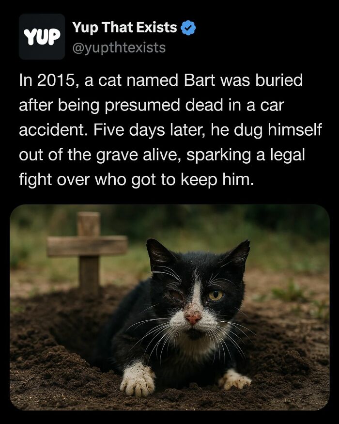 Black and white cat emerging from grave dirt in front of wooden cross, illustrating weird things that sound made up but are real.