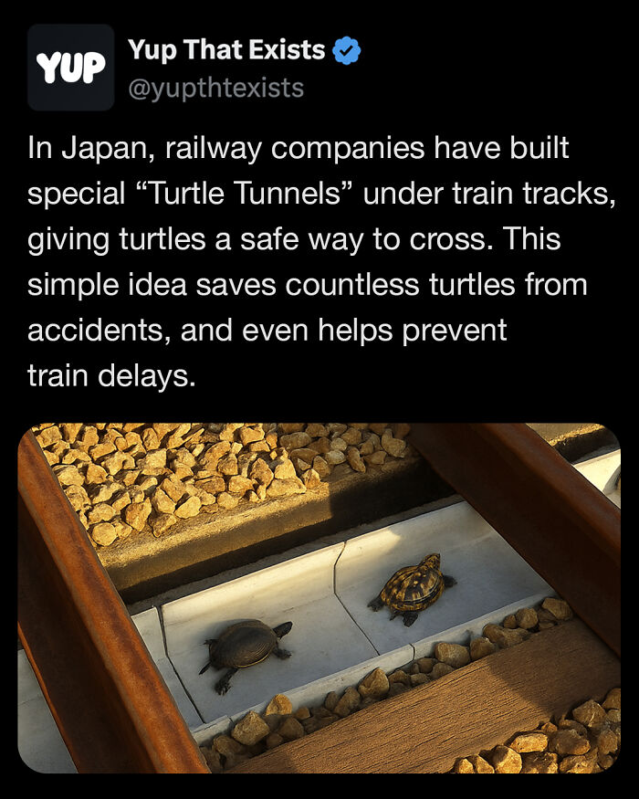 Two turtles crossing safely through a special turtle tunnel built under train tracks to prevent accidents.