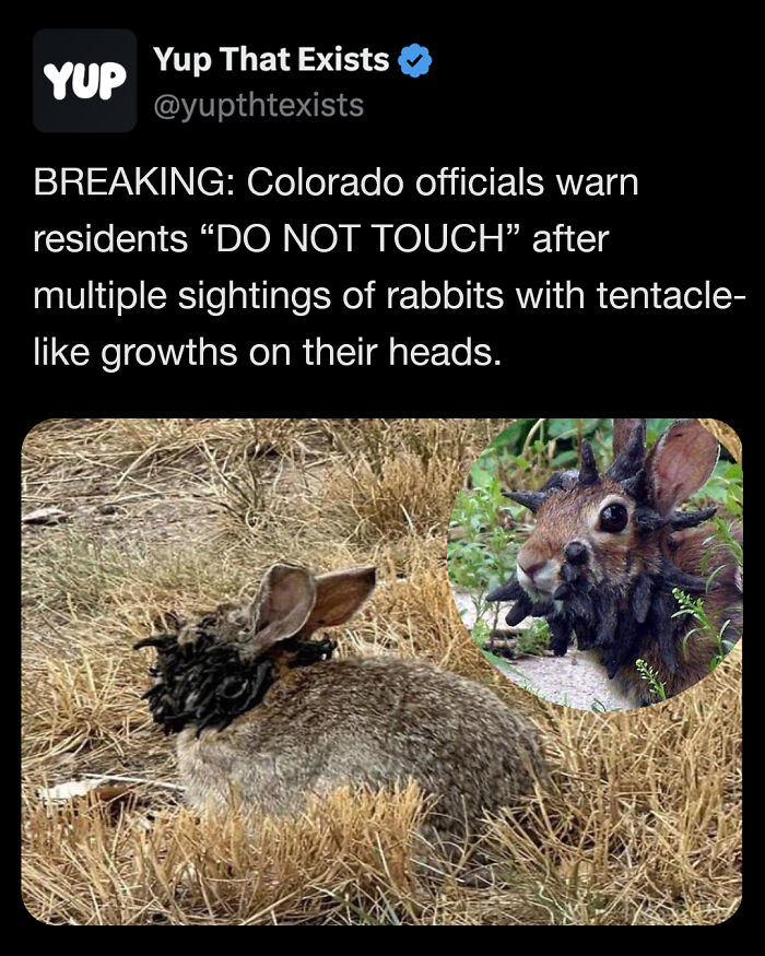 Rabbit with unusual tentacle-like growths on its head spotted in Colorado, featured in weird things that sound made up but are real.