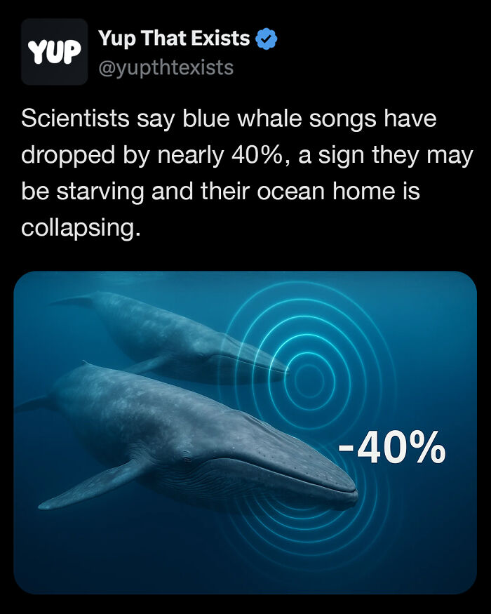 Tweet from Yup That Exists about blue whale songs dropping by 40%, with image of two blue whales and sound wave graphics.
