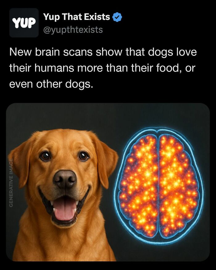 Happy golden retriever next to colorful brain scan illustration showing loyalty from yup that exists weird things.
