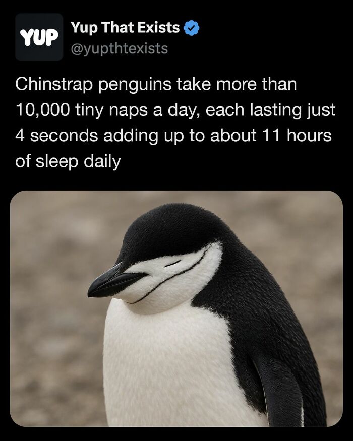 Chinstrap penguin with eyes closed, demonstrating weird facts that sound made up but are very real about animal sleep habits.