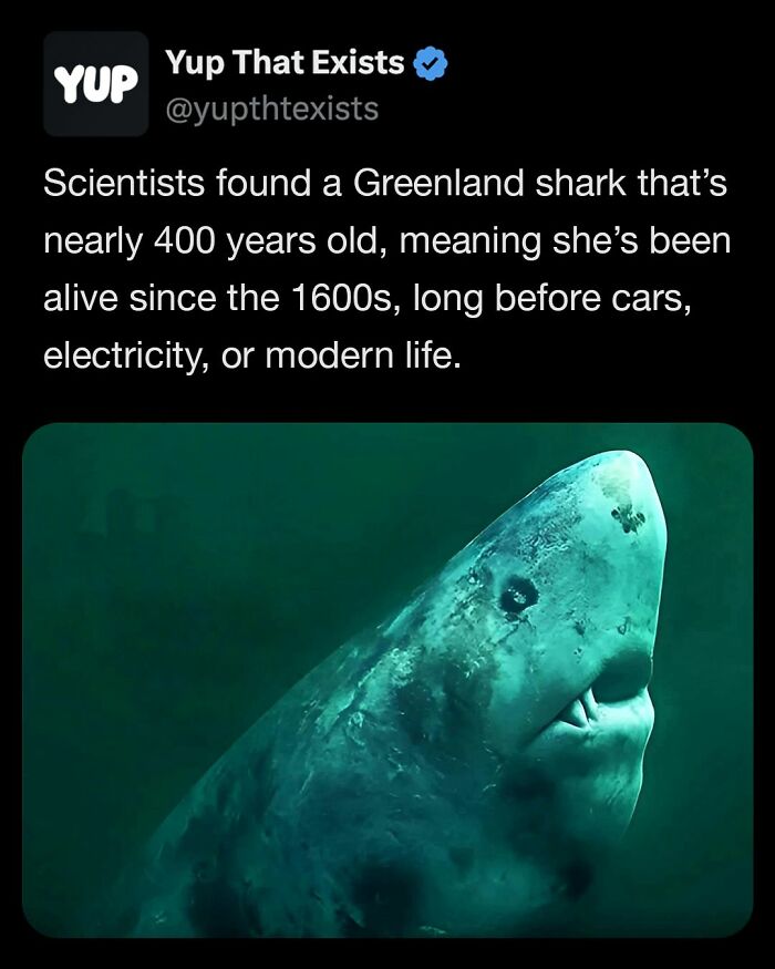 Ancient Greenland shark nearly 400 years old underwater, one of the weird things that sound made up but are real.