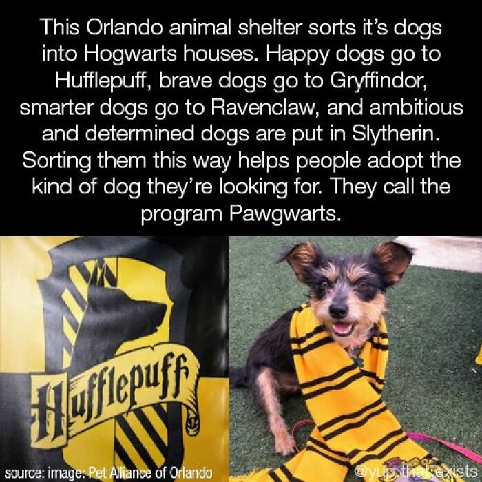 Orlando animal shelter sorts dogs into Hogwarts houses to help adoption in a program called Pawgwarts using Hogwarts themes.