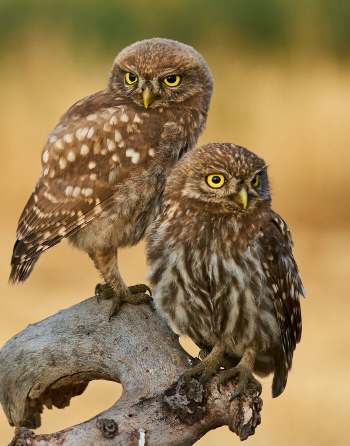 People Who Were Traumatized After Learning These 39 Facts Shared Them In This Online Thread