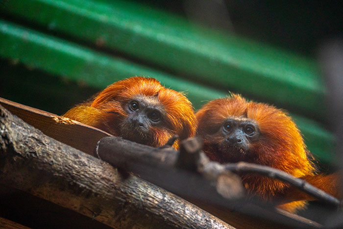 Two golden lion tamarins resting on a tree branch at a zoo promoting pet donations to feed predators. - 8