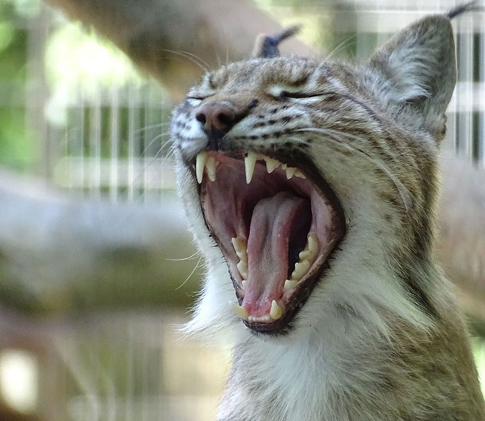 Close-up of a predator with mouth wide open showing sharp teeth, related to donating pets to feed zoo predators. - 2