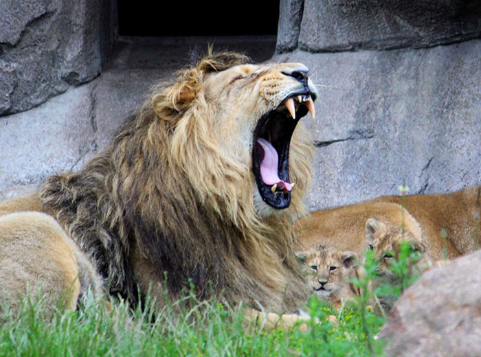 Male lion yawning in a zoo enclosure, with lion cubs resting nearby on the grass and rocks.
