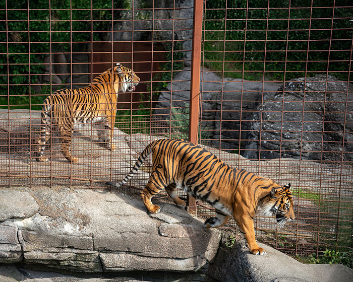 Two tigers inside a zoo enclosure, illustrating the concept of donating pets to help feed zoo predators. - 5
