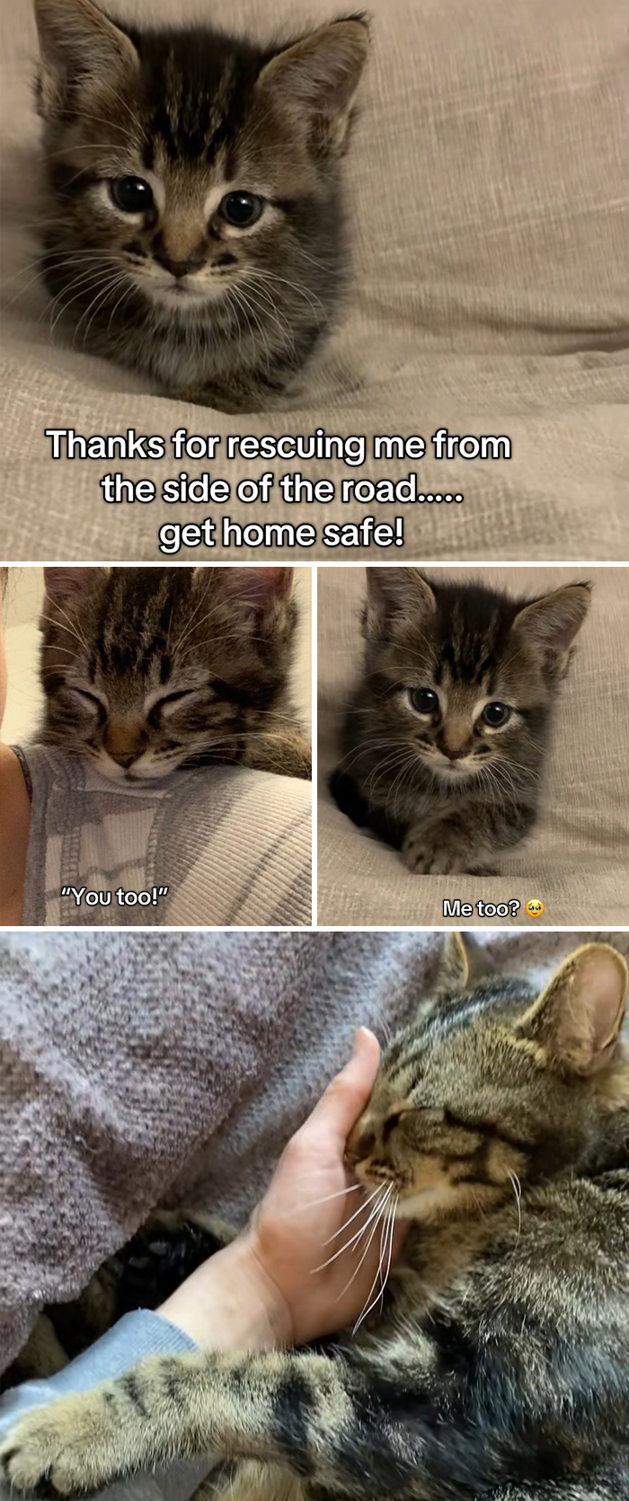 Cute tabby kittens and a cat being gently held, showcasing heartwarming adoption moments and the bond between pets and owners.