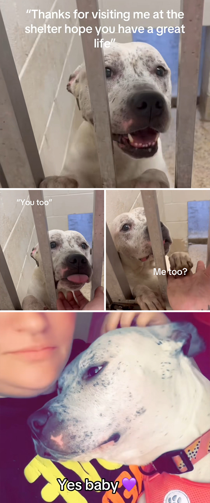 Adoption pics of a happy dog being adopted from a shelter and bonding with new owner after adoption.