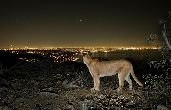 Mountain lion overlooking city lights at night, symbolizing the urban hell echo chamber in a natural setting.