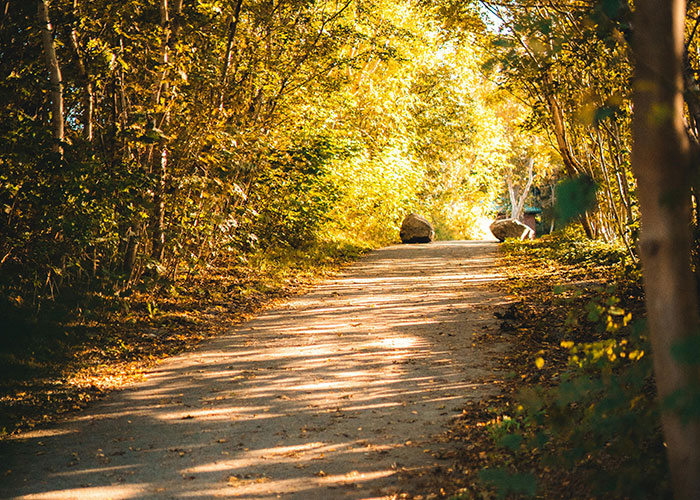 Sunlit forest path surrounded by autumn trees, a hidden gem discovered after moving into a new home.