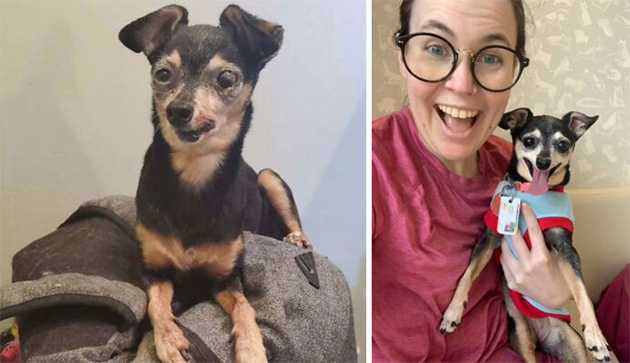 Rescue dog before and after adoption, showing transformation and healing power with happy owner smiling and holding dog