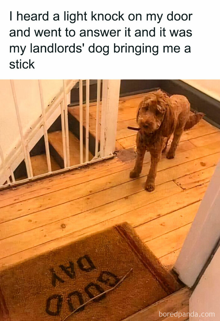 Landlords dog bringing a stick at the door, showing a relatable moment for students and young adults living together.