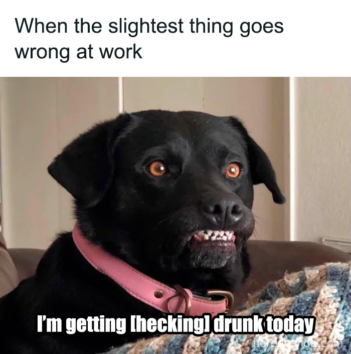 Black dog with a worried expression and meme text about millennial struggles at work when things go wrong.