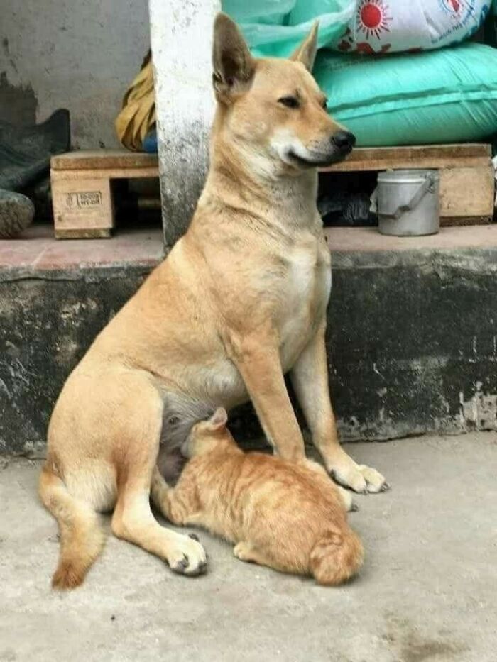 Cute dog nursing an orange cat, showcasing a heartwarming and hilarious dog-themed important animal image.