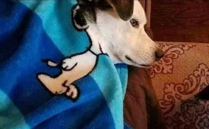 Dog wrapped in a blue blanket with cartoon animals, resting on a patterned couch, showing an adorable animal moment.