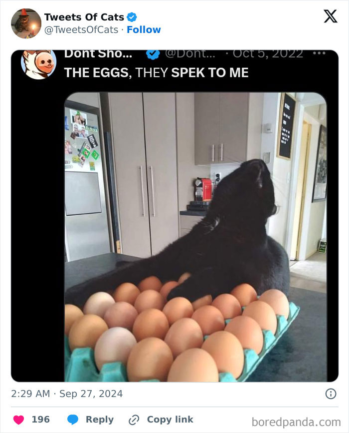 Black cat surrounded by eggs in a kitchen, showcasing quirky cat memes proving their delightfully odd nature.