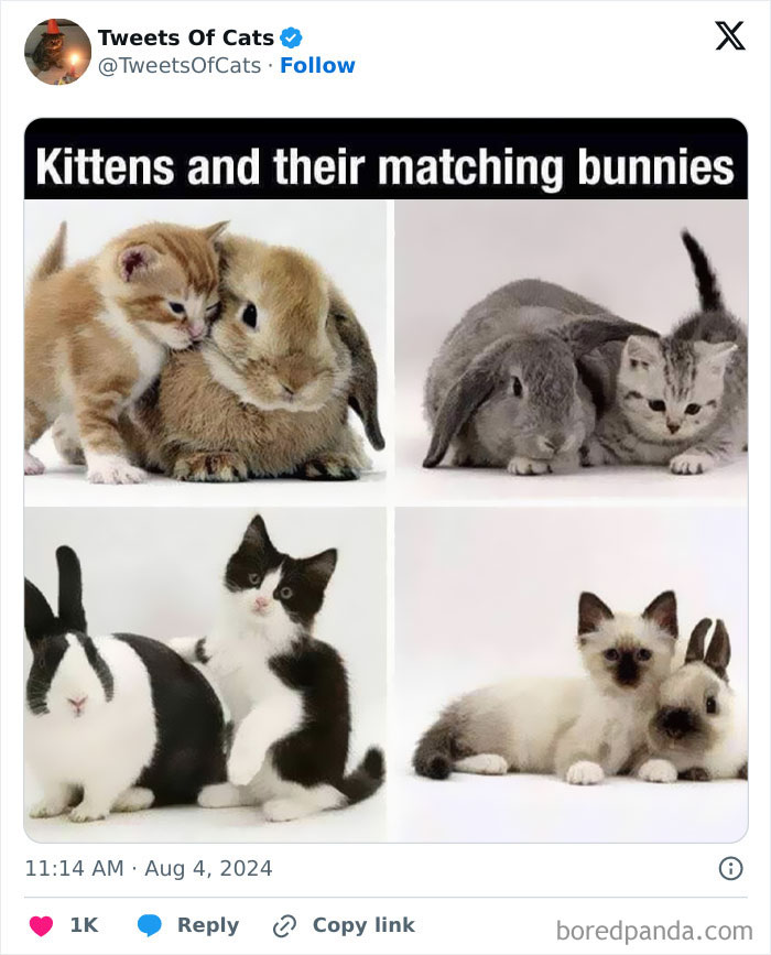 Kittens and bunnies posing together in pairs, showcasing quirky cat memes of delightfully odd creatures.