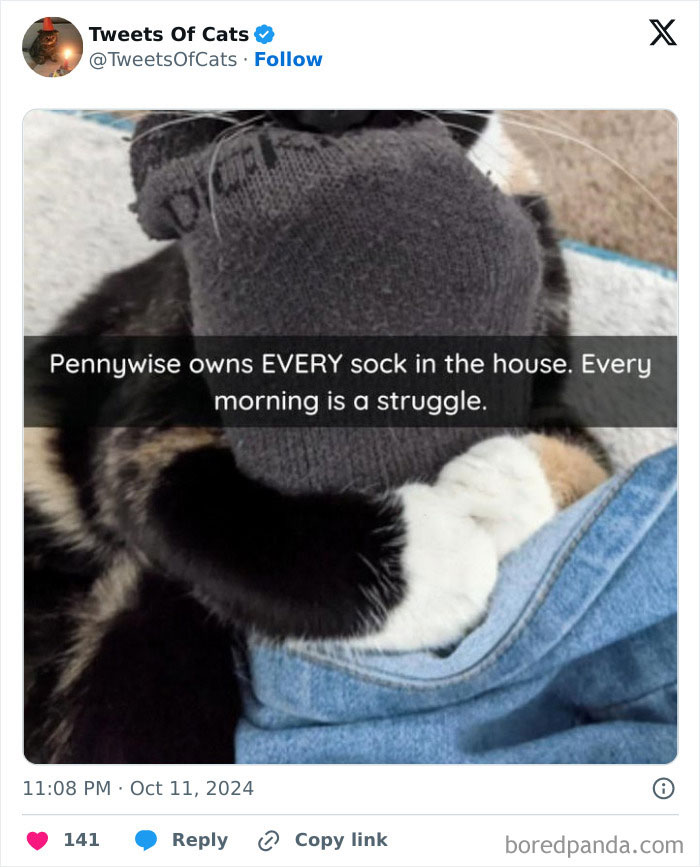 Cat with a sock on its head playing with denim fabric, showcasing quirky cat behavior and odd creature charm.