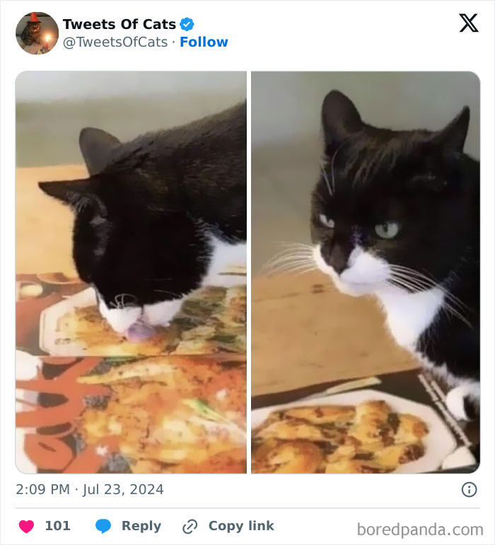 Funny-Weird-Cat-Pics-Memes