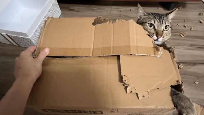 Tabby cat with an immaculate aura peeking through a torn cardboard box on a wooden floor, surrounded by shredded pieces.