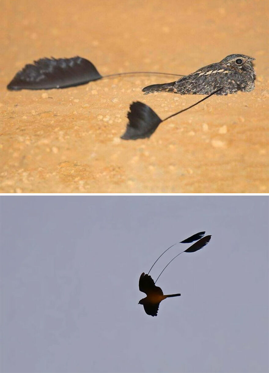 A tawny frogmouth bird on the ground and in flight, showing its distinctive feathered tail streamer.