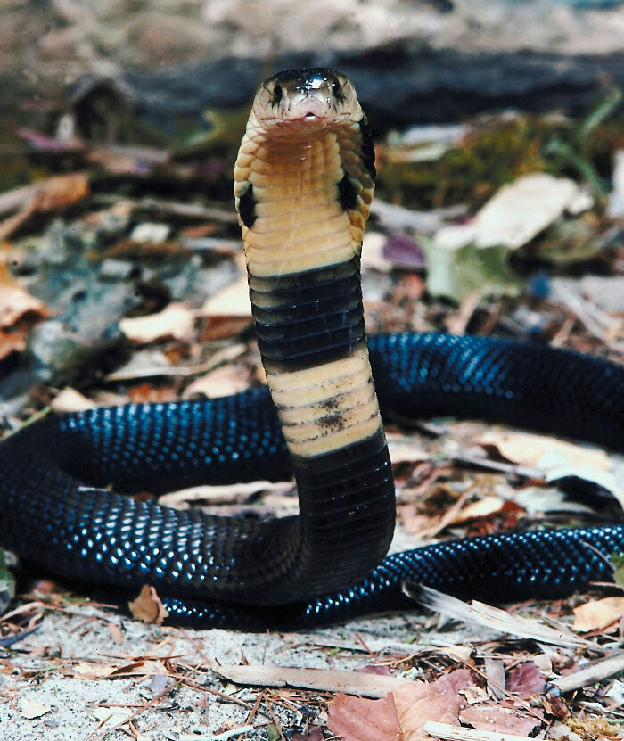Cobra snake poised on forest floor, symbolizing patients who defied every medical odd according to doctors.