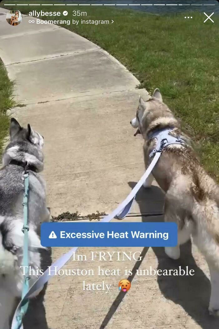 Two huskies on leashes walking on a sidewalk under excessive heat warning during a hot Houston day.