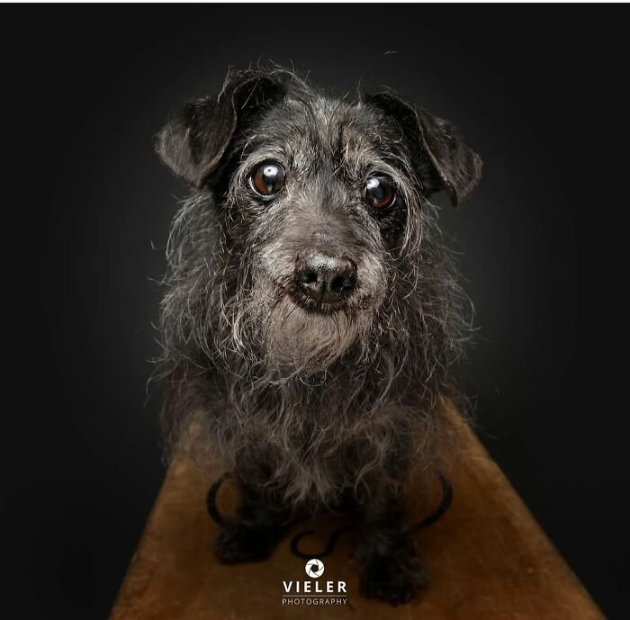 Senior dog with expressive eyes looking up, captured in a touching portrait by Christian Vieler photography.