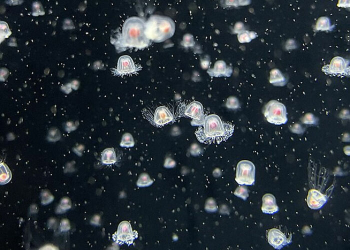 Transparent tiny jellyfish floating in dark water, illustrating surprising animal facts that are both creepy and cool.