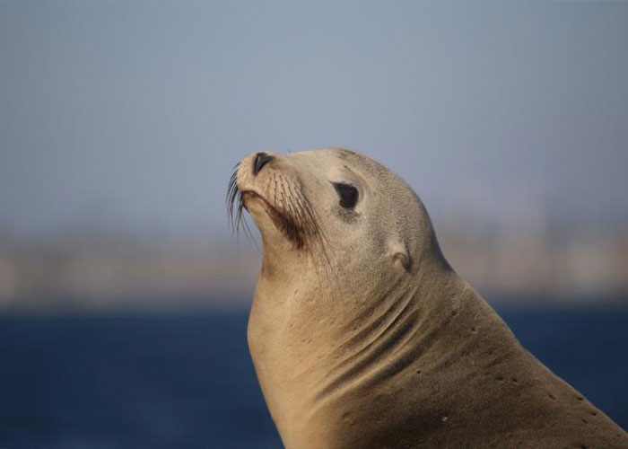 Close-up of a sea lion by the California coast, related to $20K reward offered after a man harmed the animal.