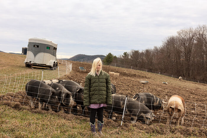 Daisy And The Pigs By Susan Anthony