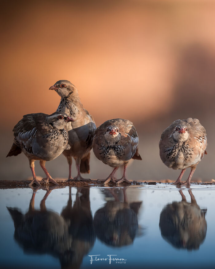Four birds standing by water with clear reflections, demonstrating how respecting nature creates stunning photos in natural settings.