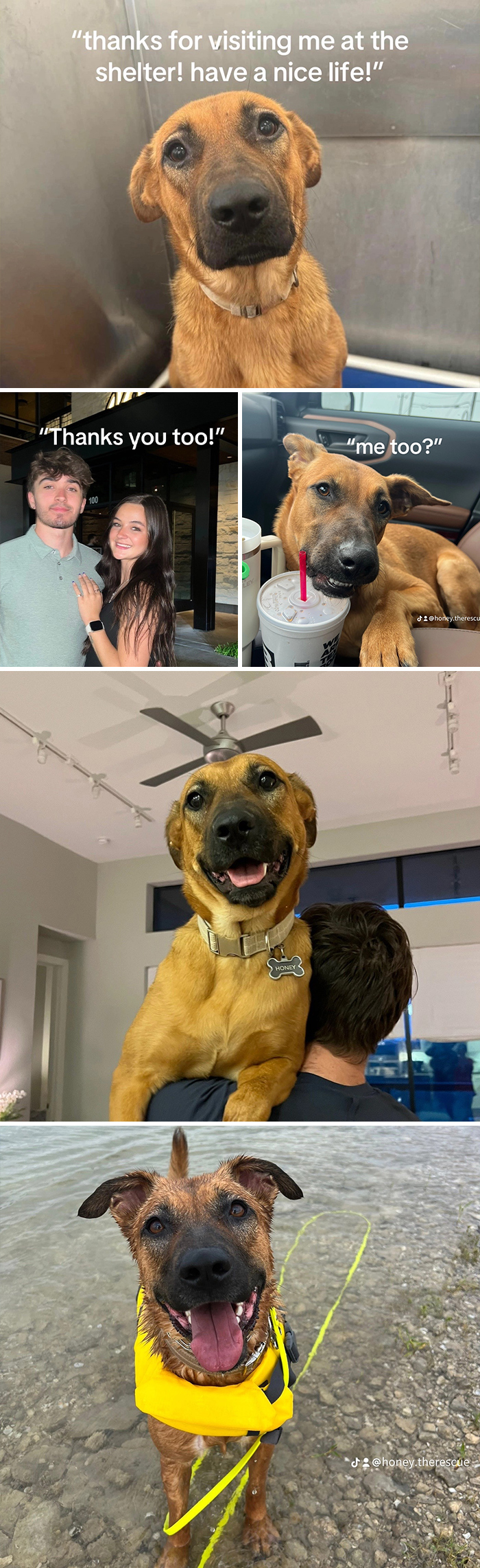 Happy rescue dogs and adopters sharing joyful moments in heartwarming adoption pics capturing love and new beginnings.