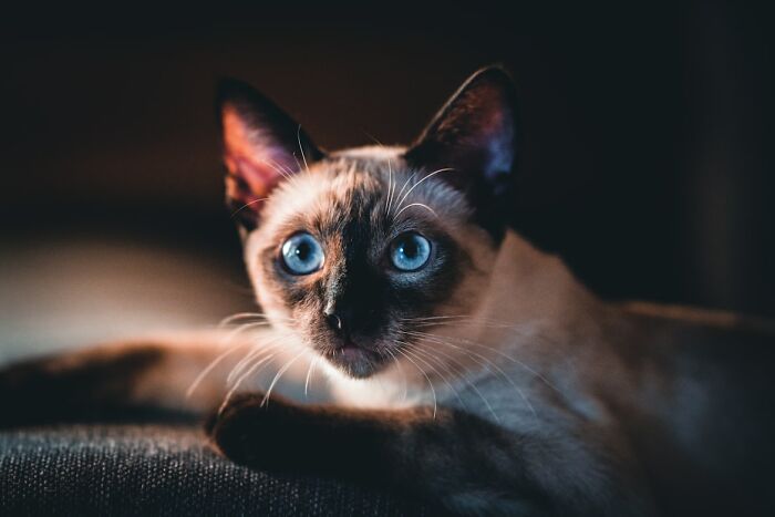 Siamese cat with striking blue eyes lying on a dark surface, captured in soft natural light.