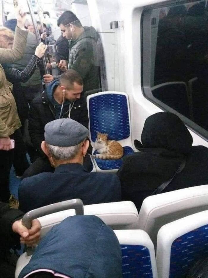 Cat sitting on a subway seat surrounded by passengers, showing one of the most adorable cats in public transport.