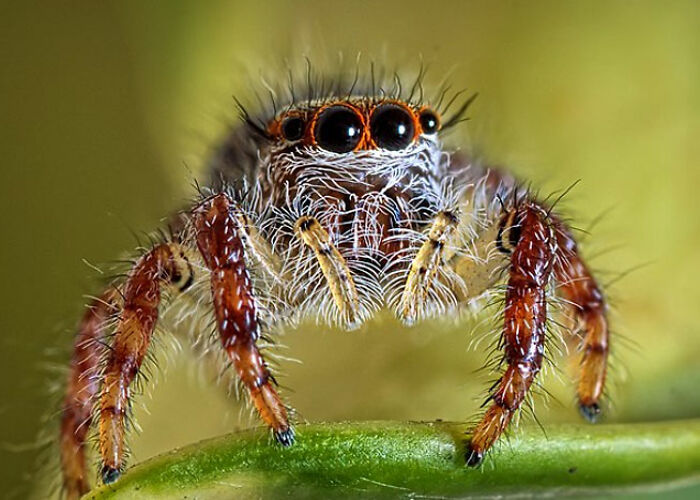 Close-up of a spider showing creepy and cool animal facts with detailed eyes and hairy legs on a green leaf.