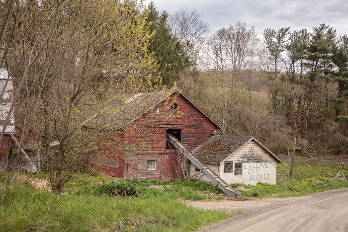 Leave The Cats Alone By Susan Anthony