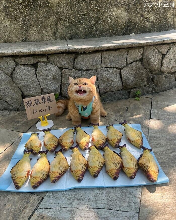 Adorable cat wearing a harness sitting behind a display of fake fish, showcasing top-tier work in a playful outdoor setting.