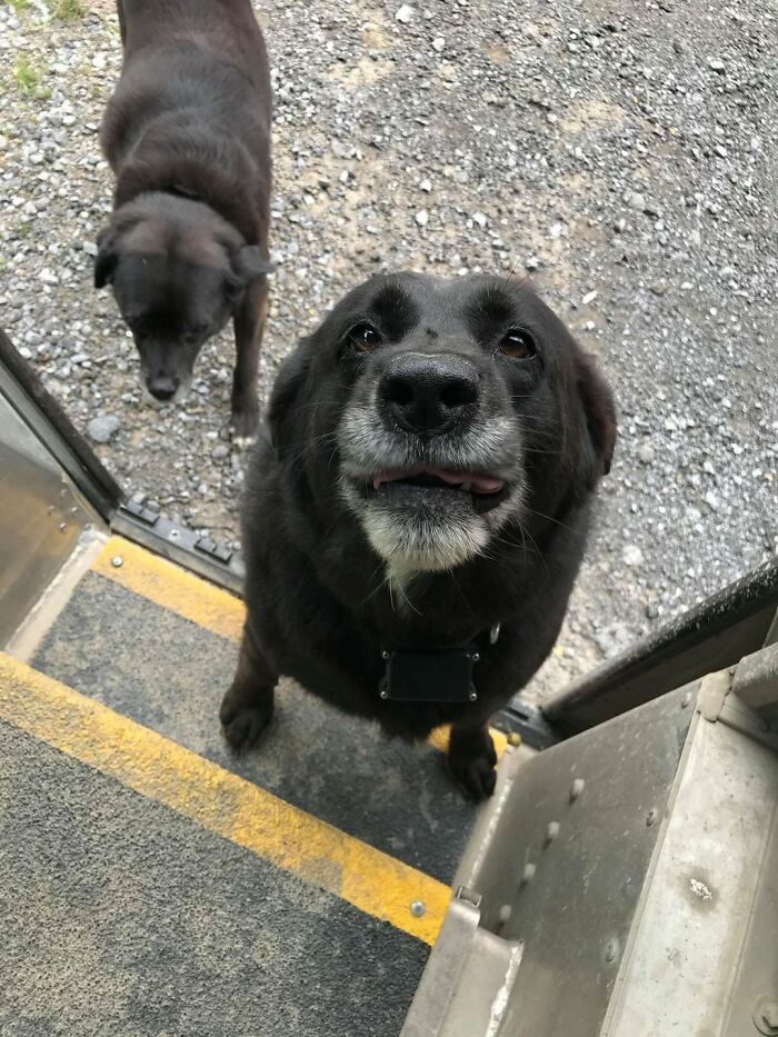Black dog with a wagging tongue looking up at UPS driver near a delivery truck entrance with another dog in the background