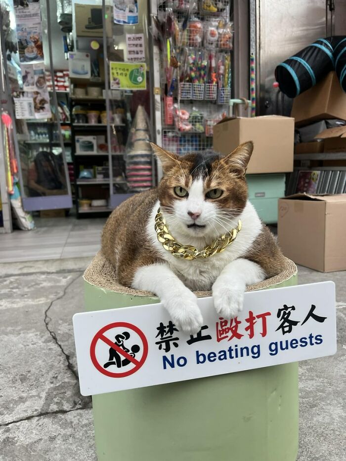 Adorable cat wearing a gold chain lounging on a seat with a sign symbolizing rules for guests.
