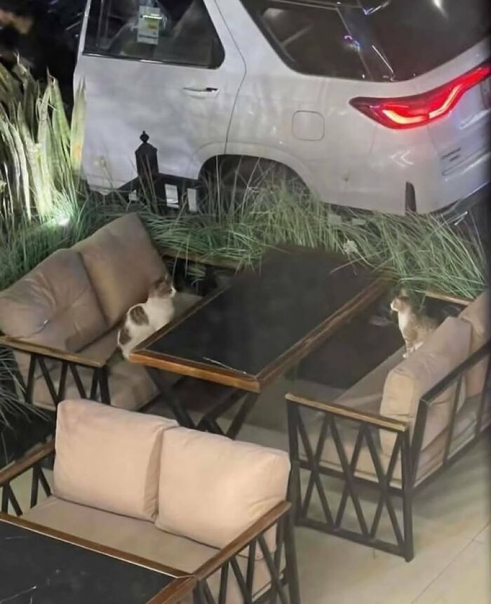 Two amazing cats with immaculate auras sitting on outdoor cushioned chairs around a table near tall grass and a white vehicle.